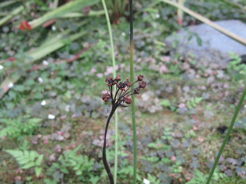 Dionaea muscipula