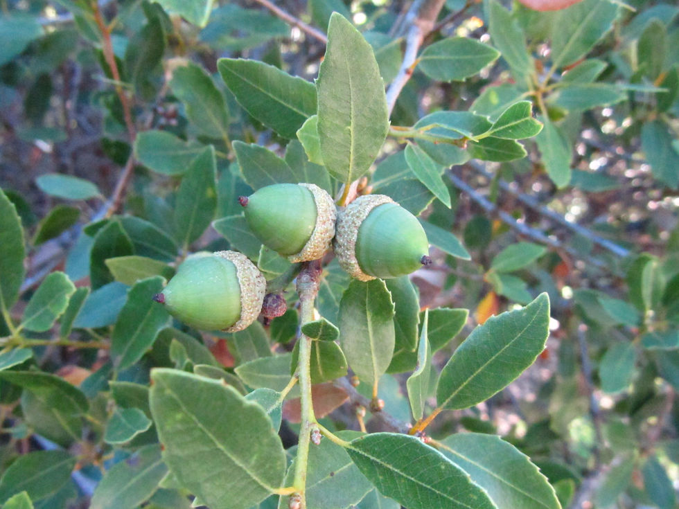 Quercus vacciniifolia