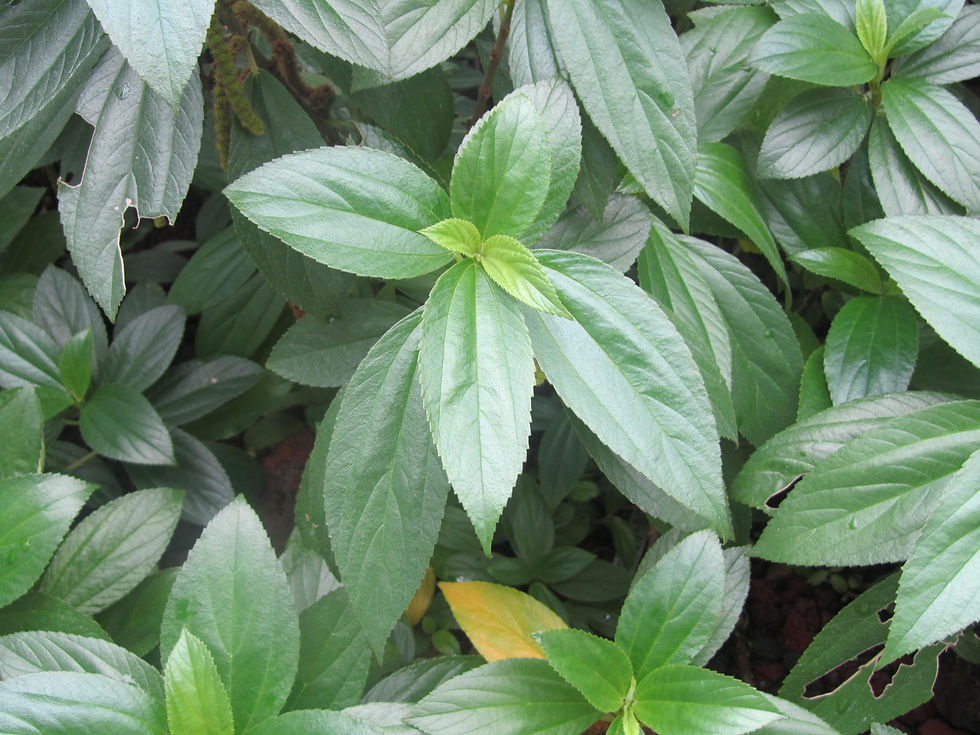 Boehmeria densiflora var. boninensis