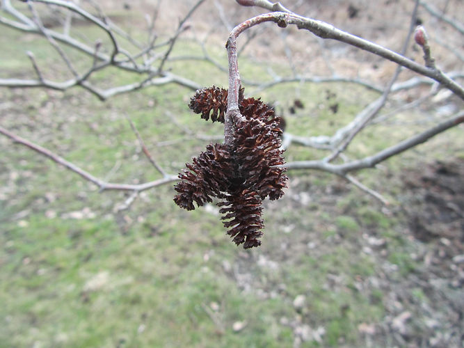 IMG_2203 (Populus tremuloides).jpg
