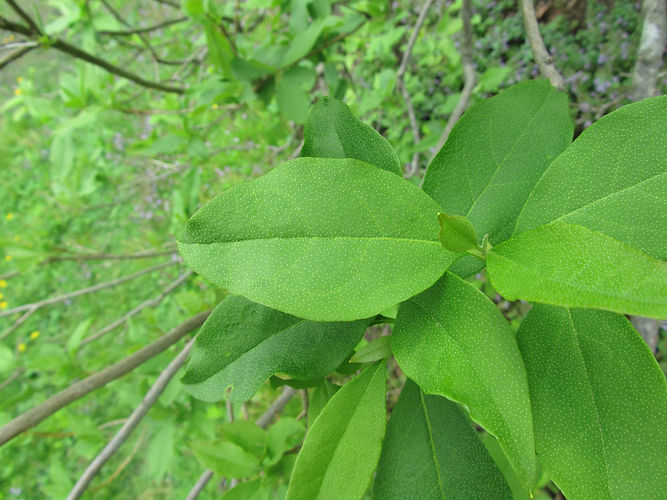 IMG_2203 (Populus tremuloides).jpg