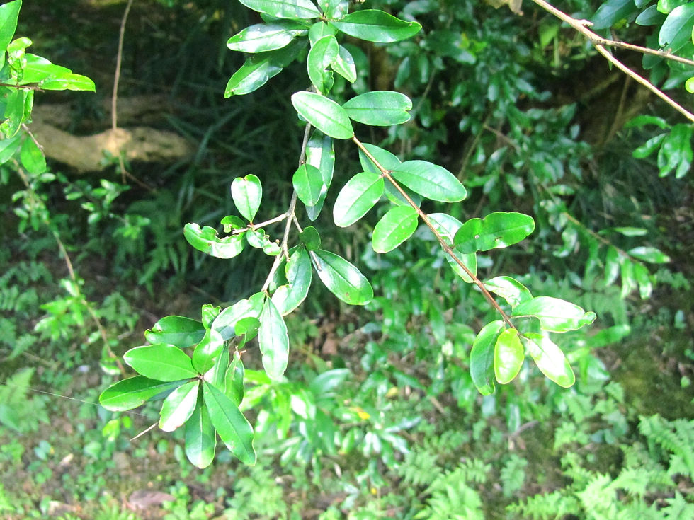 Punica granatum