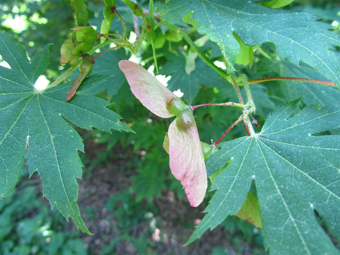 IMG_2203 (Populus tremuloides).jpg