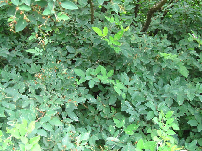 IMG_2203 (Populus tremuloides).jpg