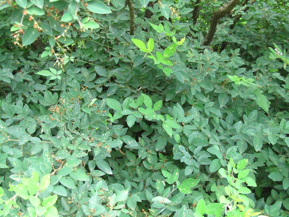 Lespedeza maximowiczii