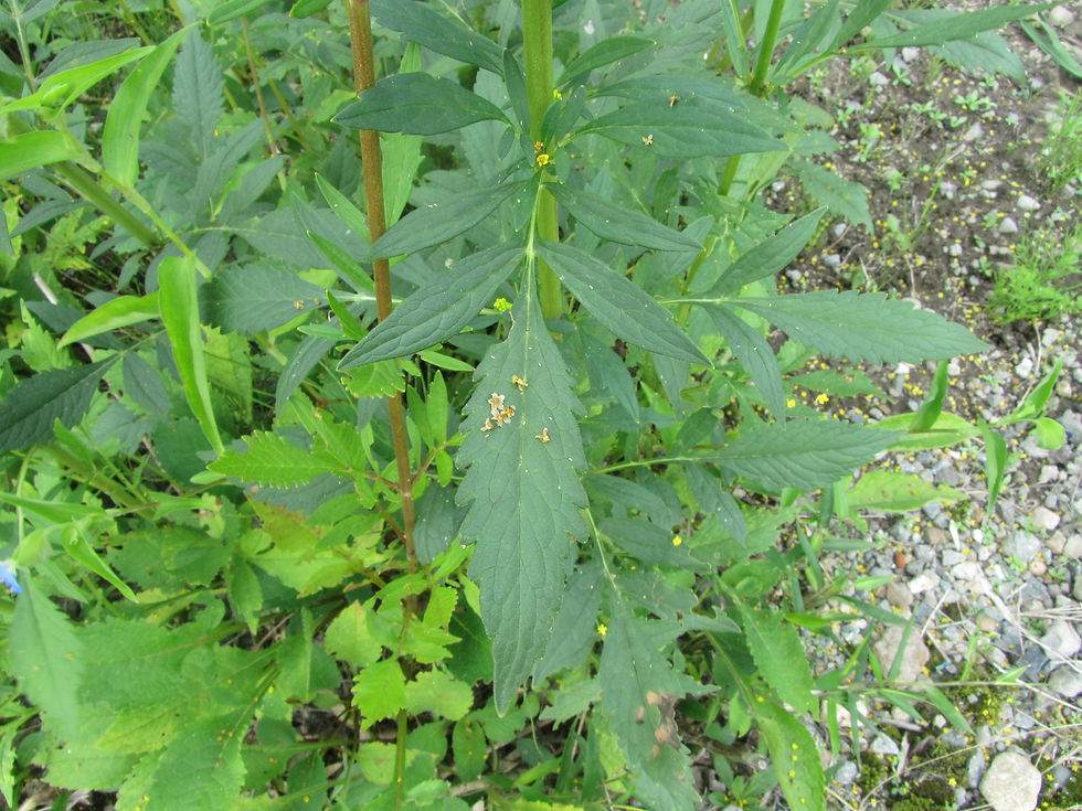 Patrinia scabiosifolia