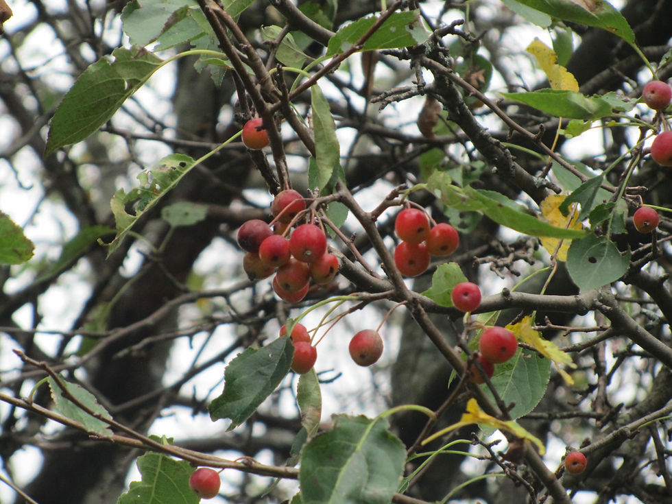 Malus sikkimensis