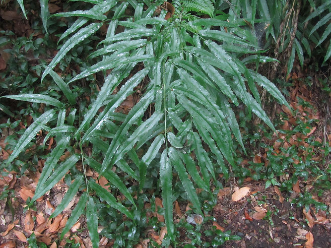 IMG_2203 (Populus tremuloides).jpg
