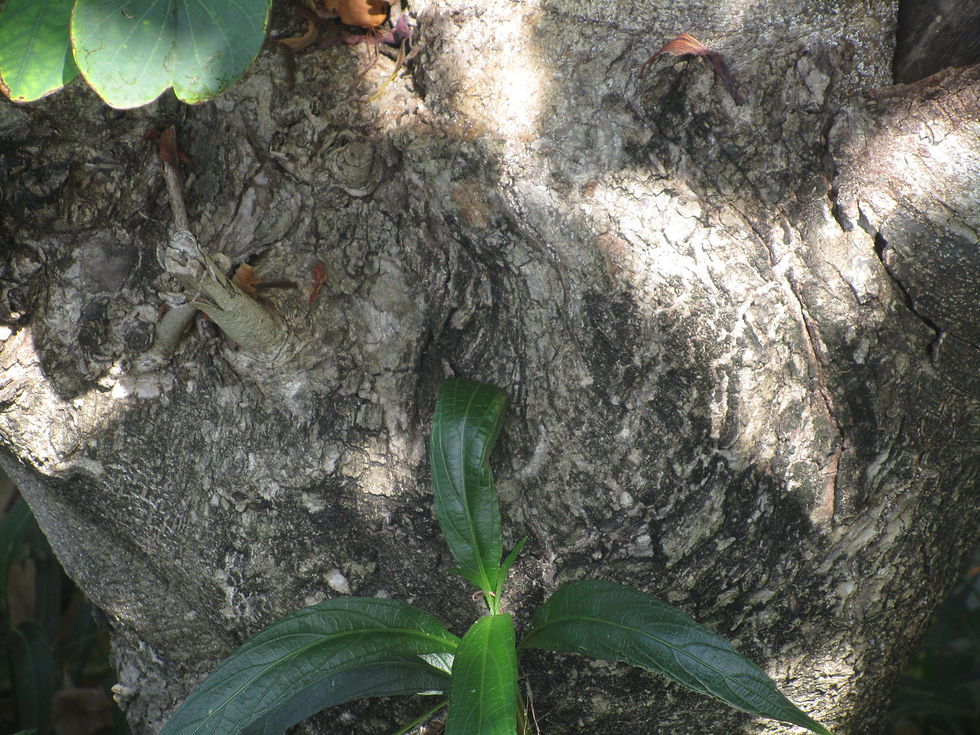Bauhinia x blakeana