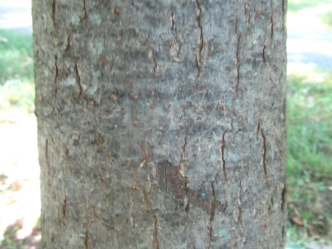 IMG_2203 (Populus tremuloides).jpg