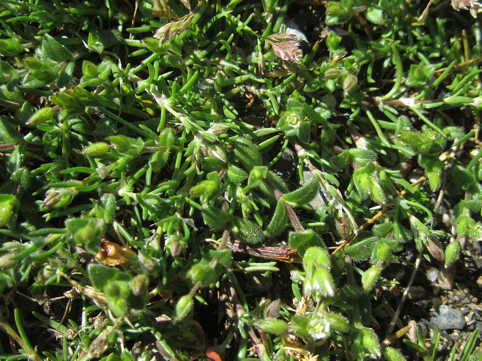 Spergularia rubra