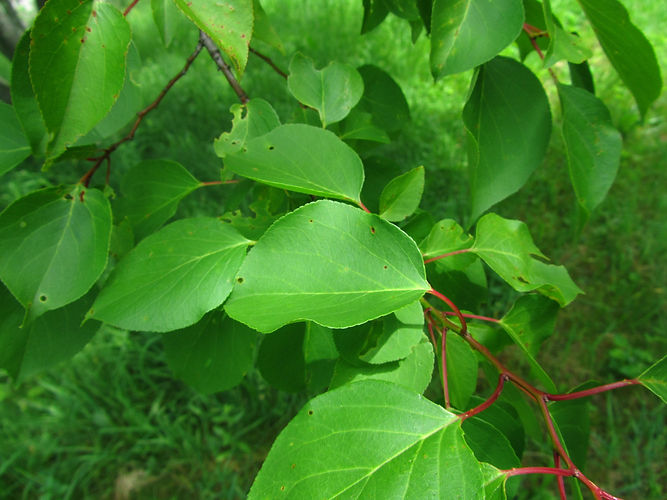 IMG_2203 (Populus tremuloides).jpg