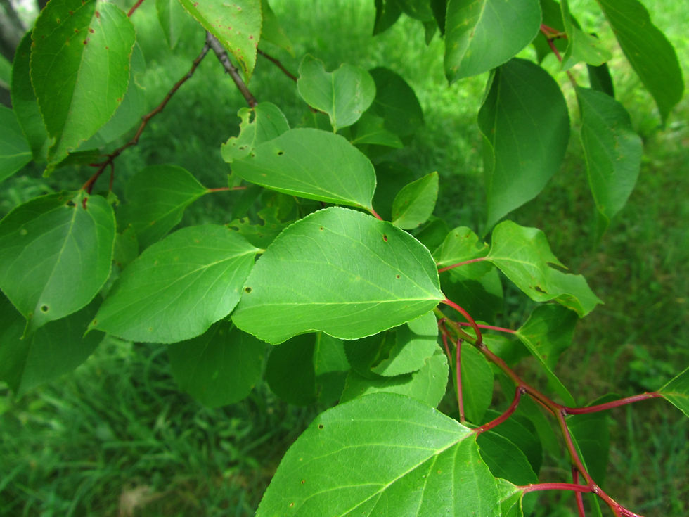 Prunus armeniaca 'Mikado'
