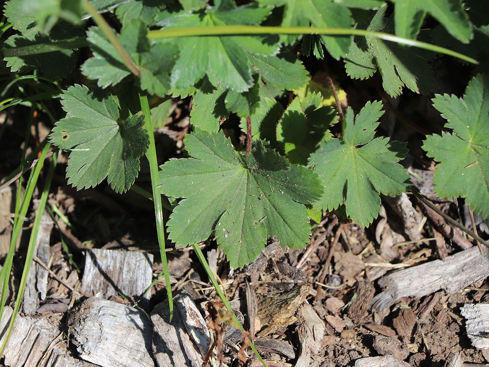 Alchemilla erythropodoides