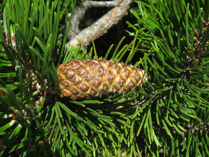 IMG_2203 (Populus tremuloides).jpg