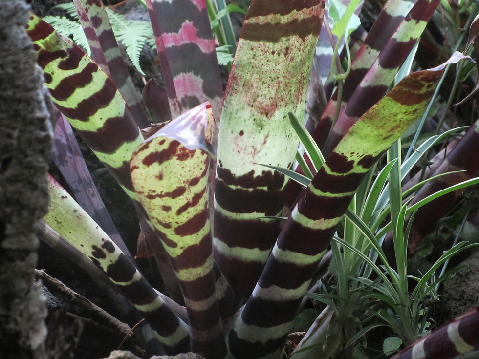 Lutheria splendens