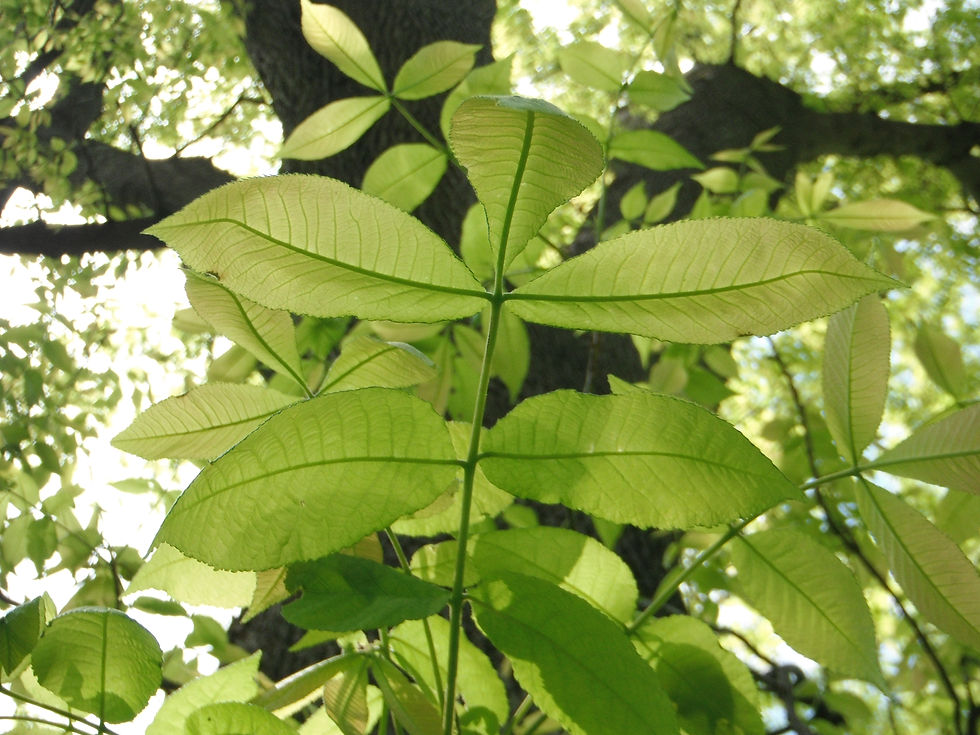 Carya cordiformis