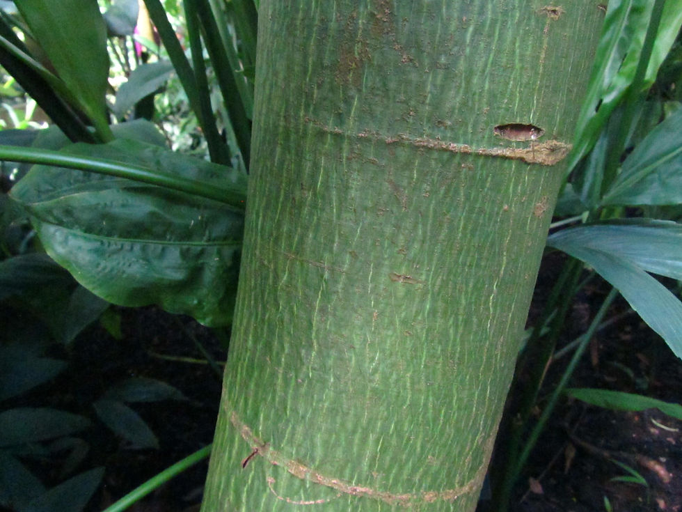 Ceiba pentandra