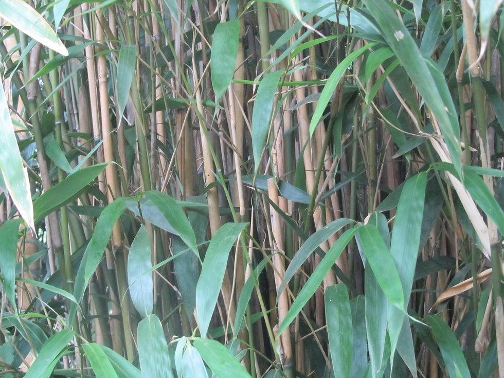 Pseudosasa japonica