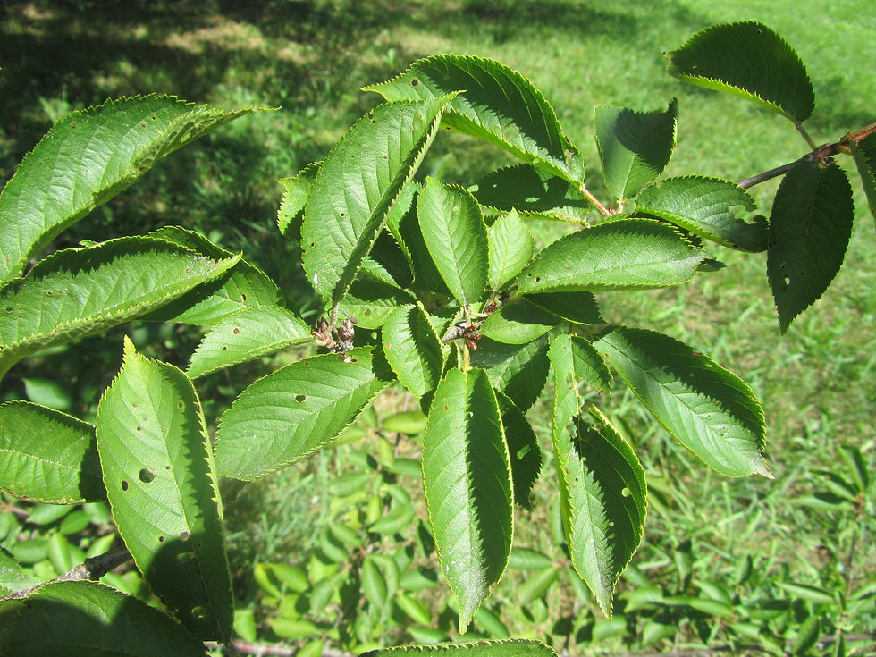 Prunus apetala