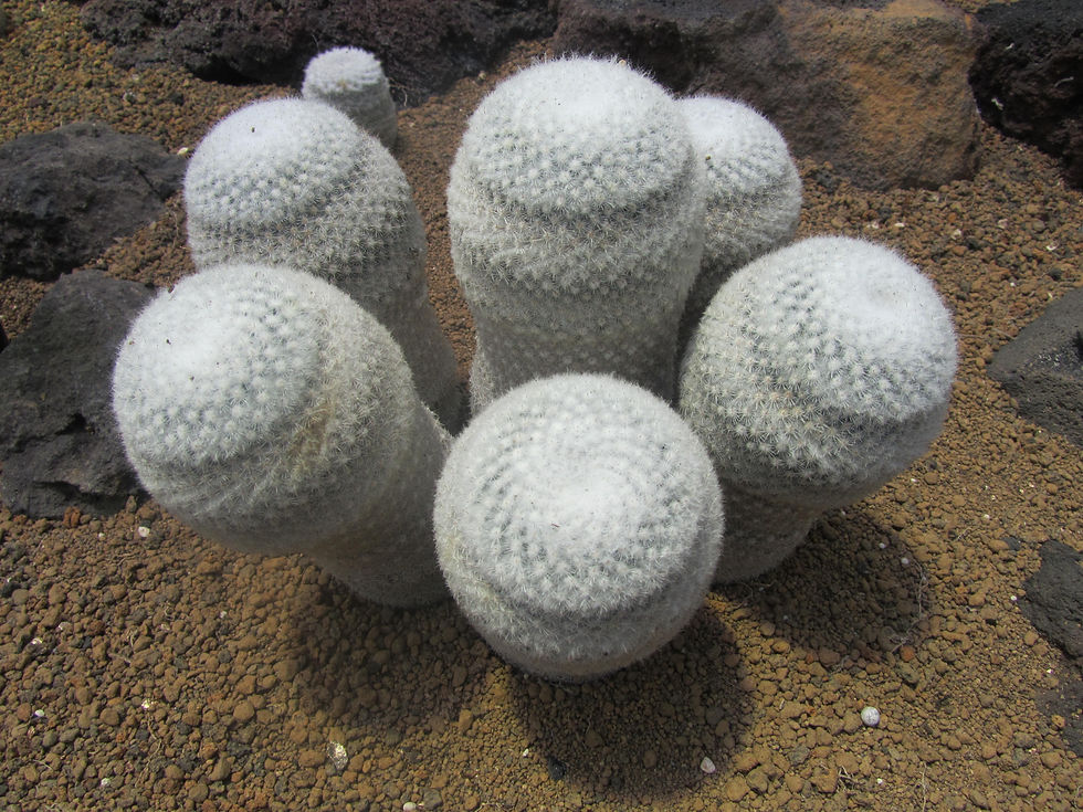 Mammillaria albilanata