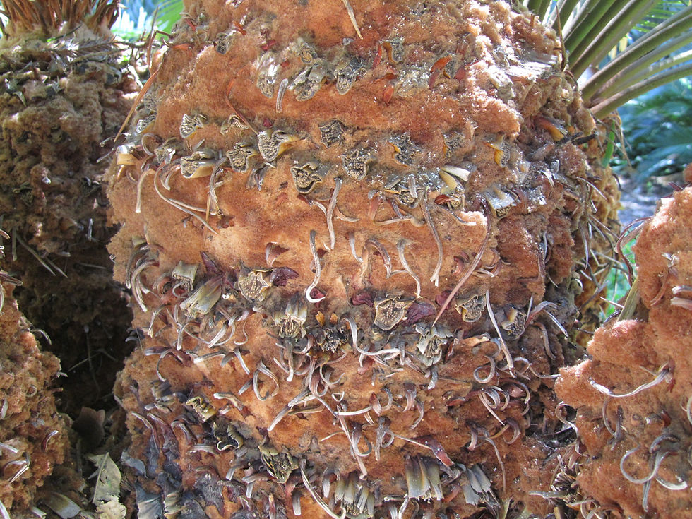 Cycas taitungensis