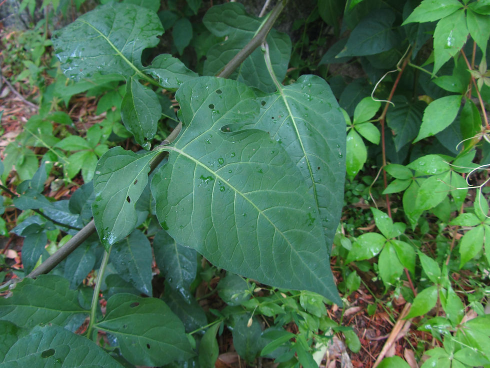 Solanum dulcamara