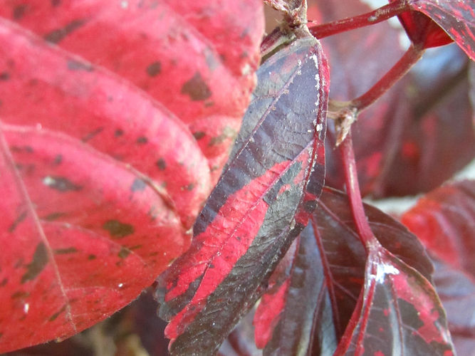 IMG_2203 (Populus tremuloides).jpg