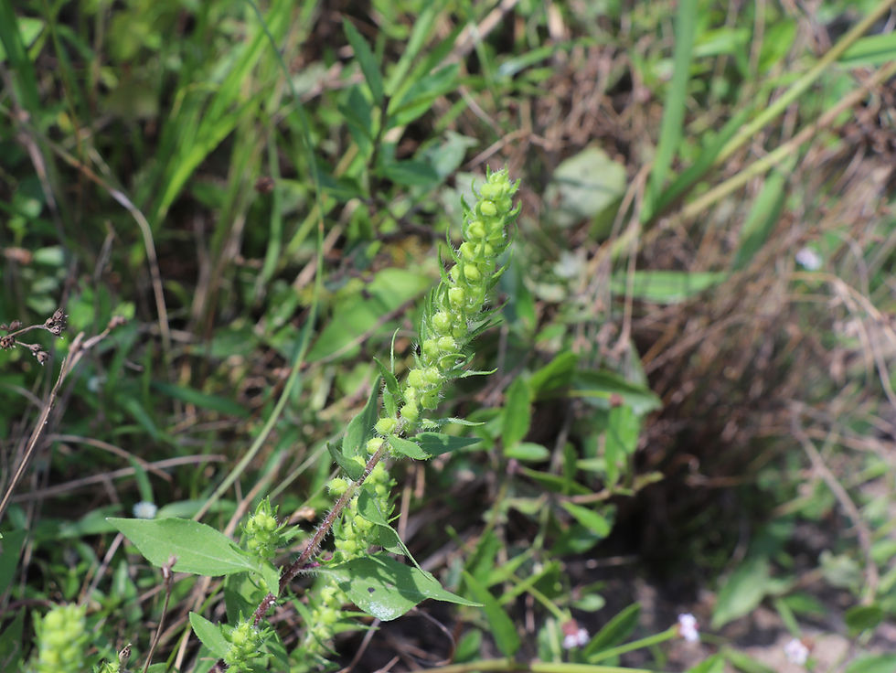 Iva annua
