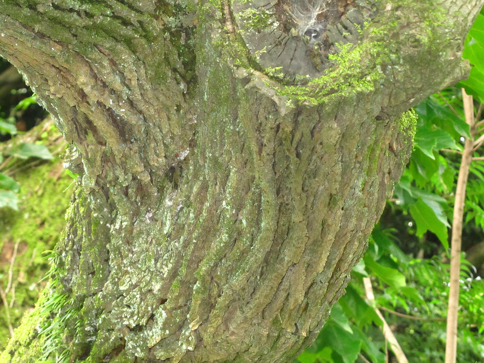 Triadica sebifera