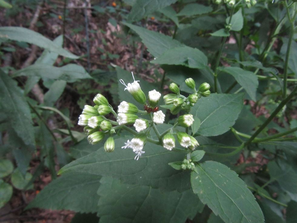 Ageratina altissima var. altissima