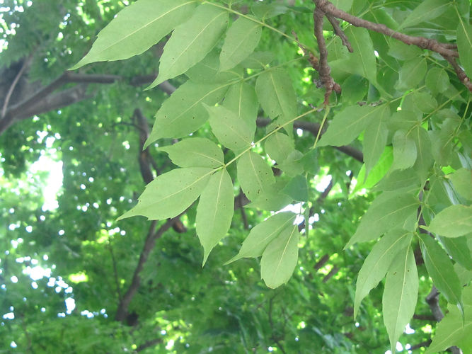 IMG_2203 (Populus tremuloides).jpg