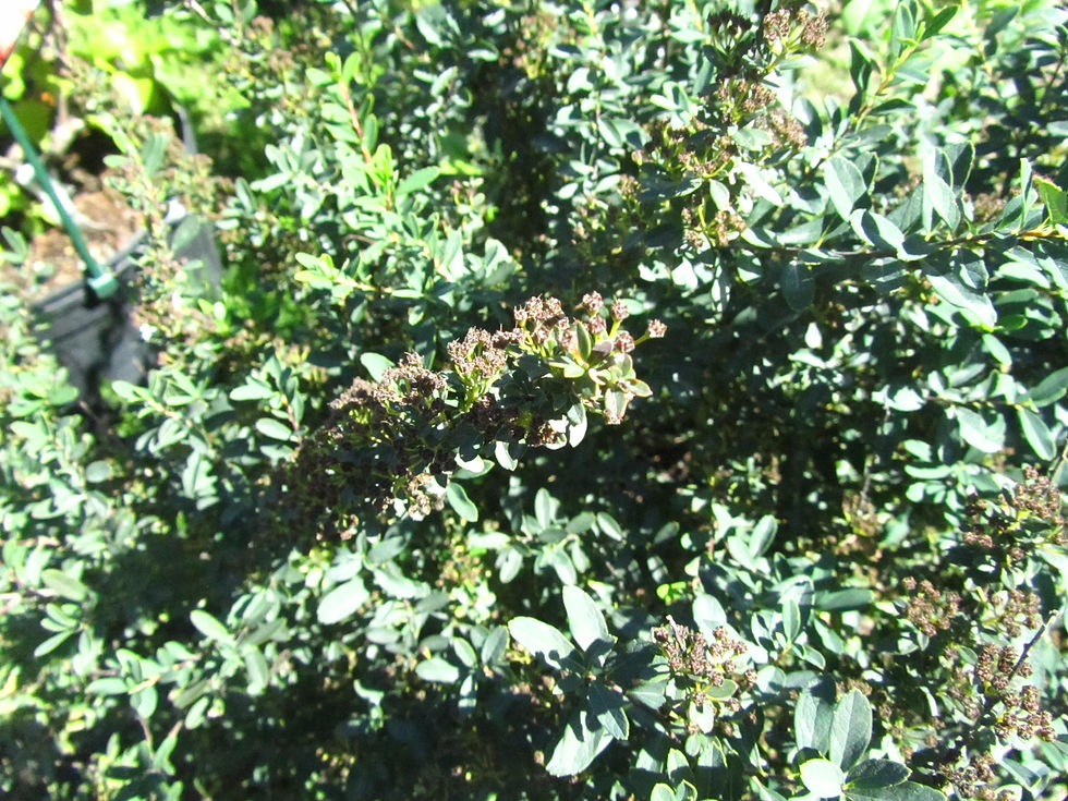 Spiraea nipponica 'Snowmound'