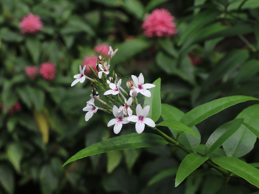 Pseuderanthemum maculatum