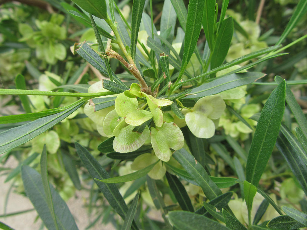 Dodonaea viscosa