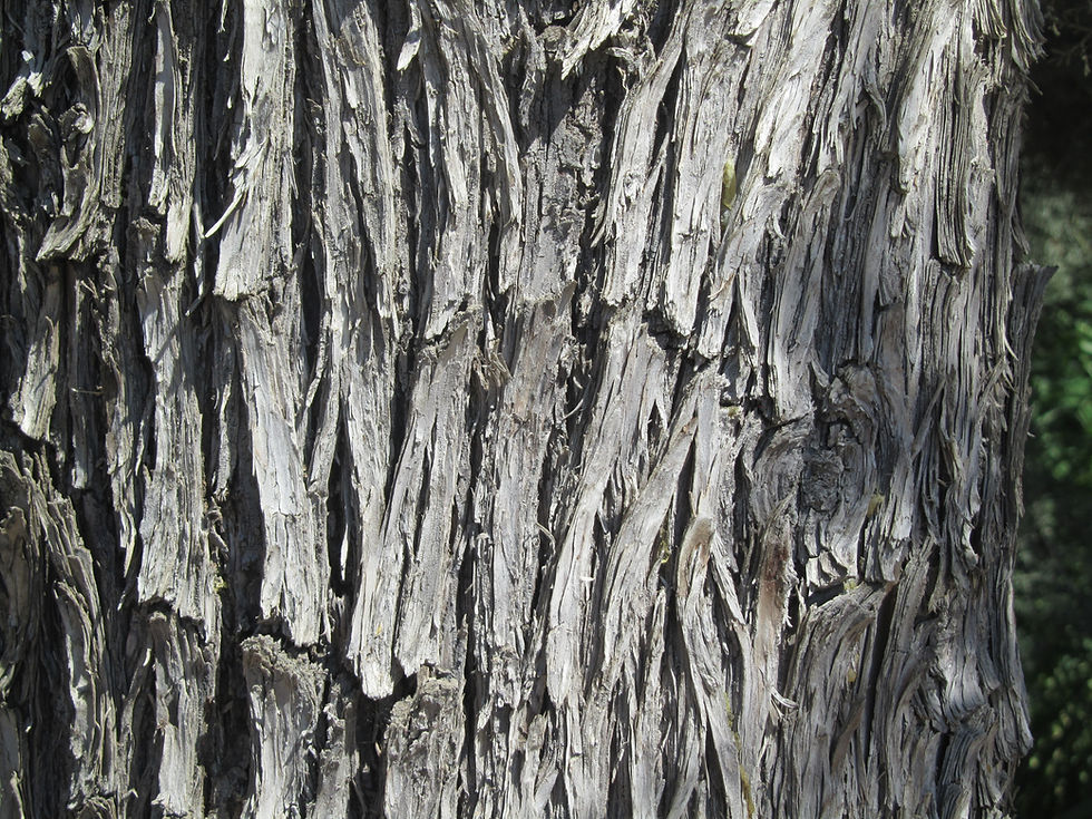 Hesperocyparis arizonica var. glabra