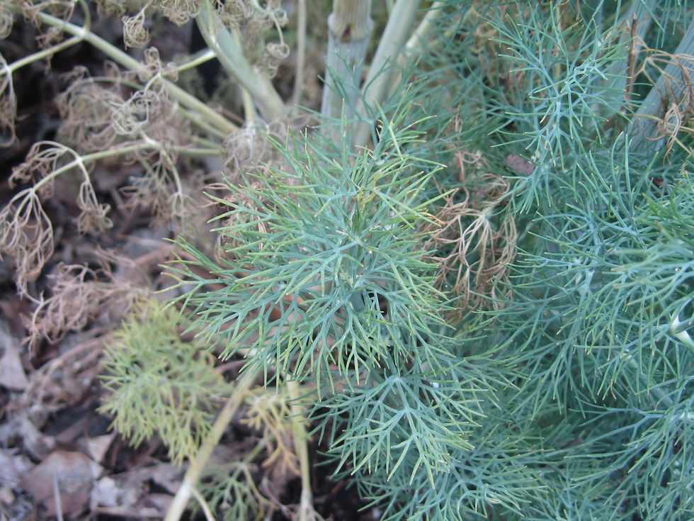 Anethum graveolens