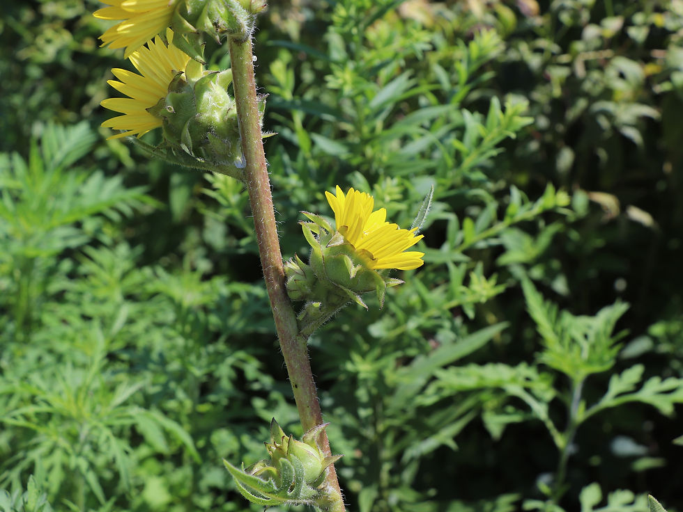 Silphium laciniatum