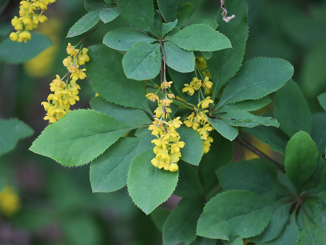 IMG_2203 (Populus tremuloides).jpg