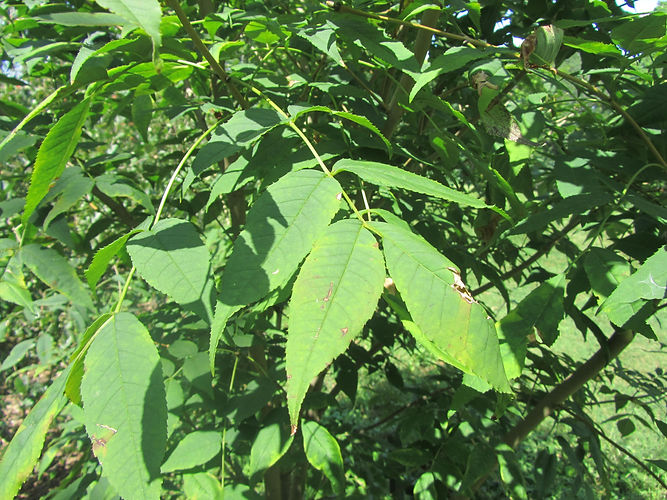 IMG_2203 (Populus tremuloides).jpg