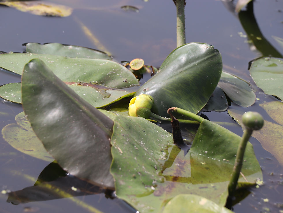 Nuphar advena