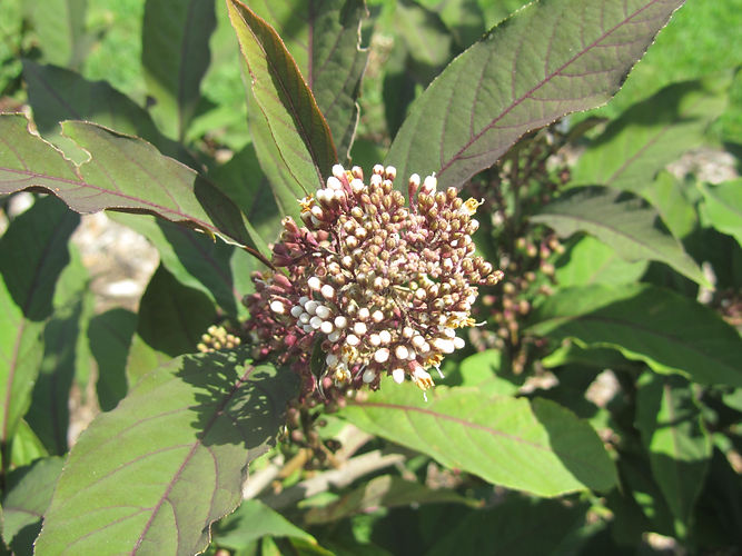 IMG_2203 (Populus tremuloides).jpg