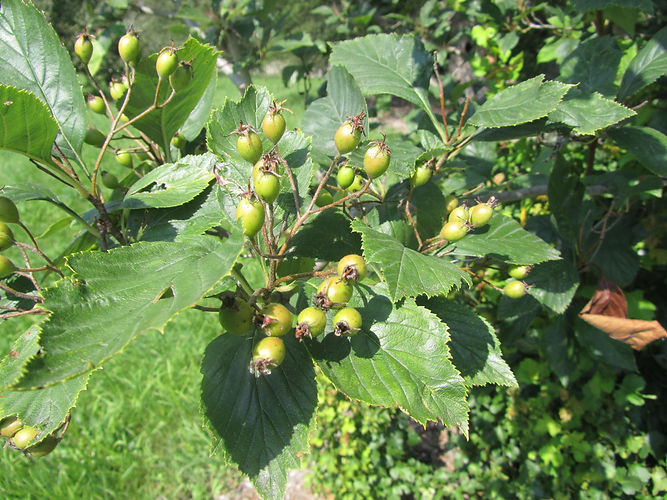 IMG_2203 (Populus tremuloides).jpg