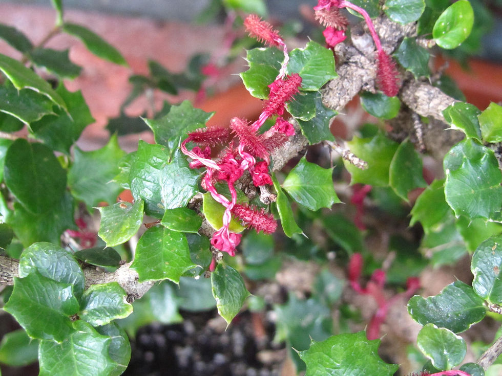 Malpighia coccigera
