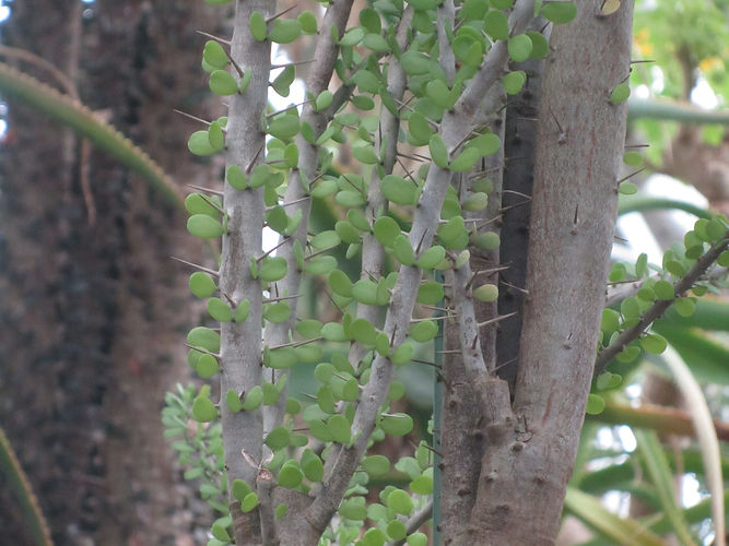 IMG_2203 (Populus tremuloides).jpg