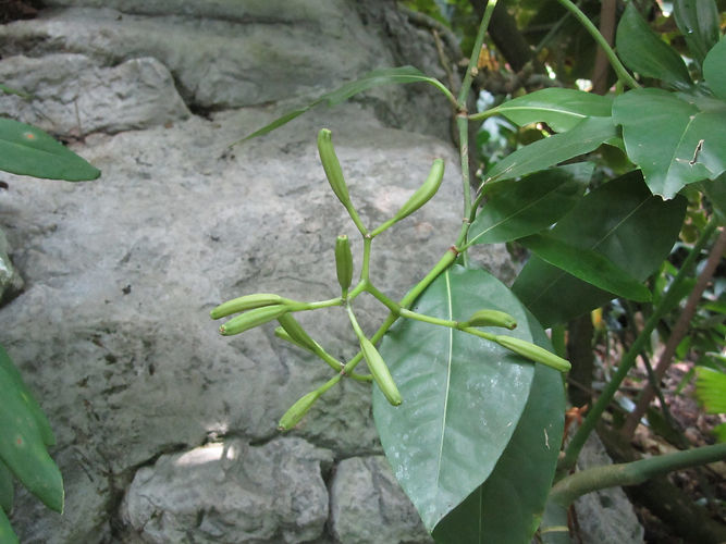IMG_2203 (Populus tremuloides).jpg