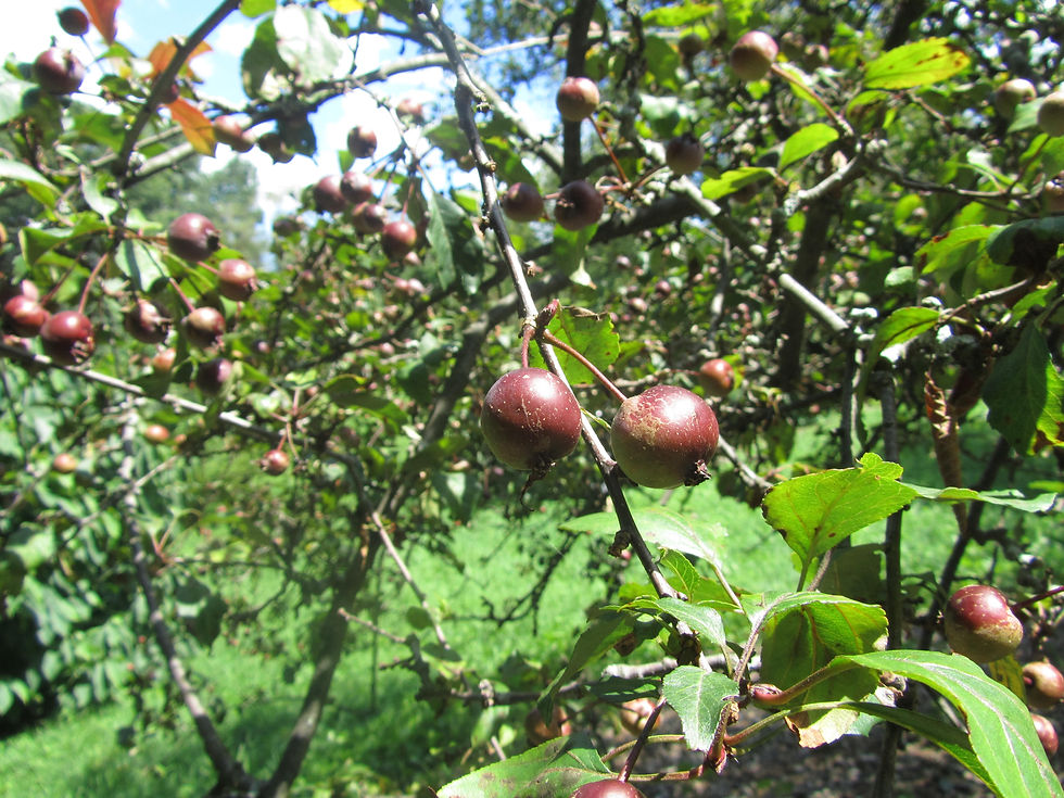 Malus x purpurea 'Aldenhamensis'