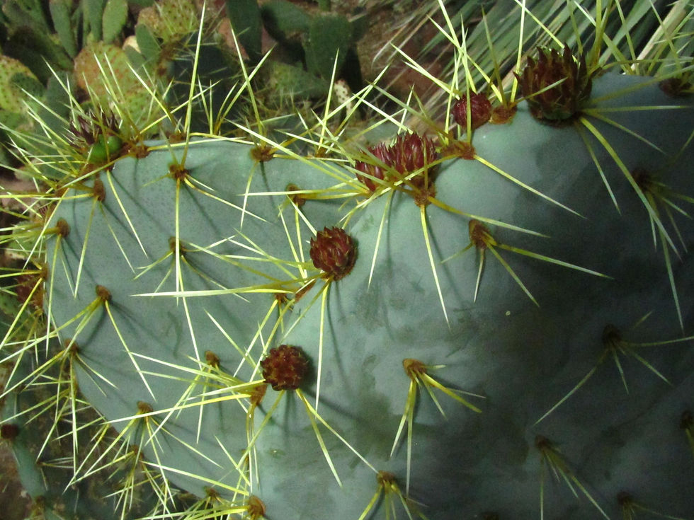 Opuntia robusta