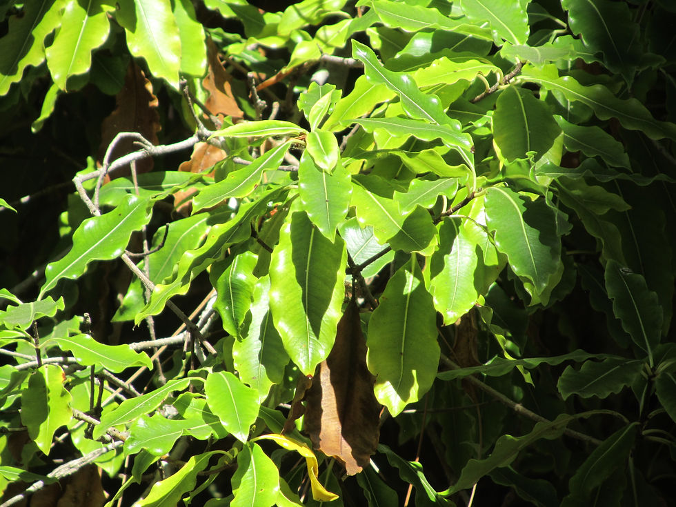 Pittosporum eugenioides