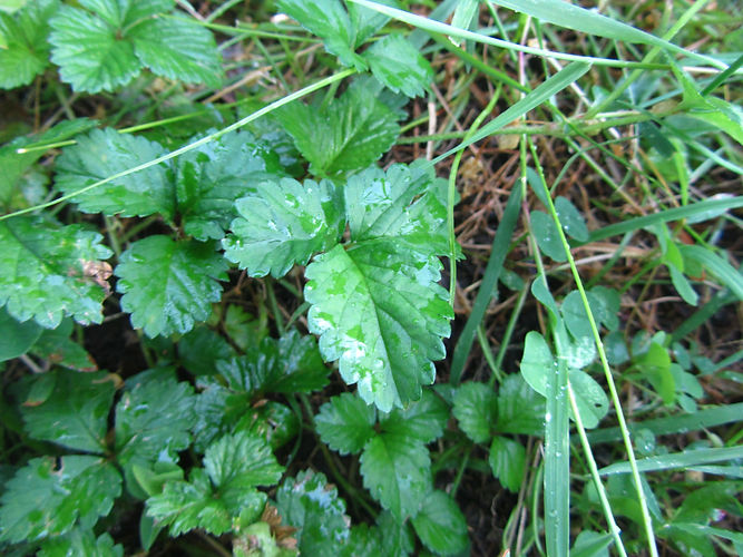 IMG_2203 (Populus tremuloides).jpg